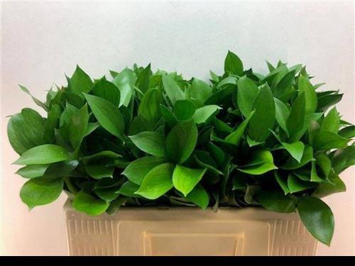 Ruscus hypophyllum (groot blad)