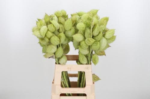 Siervruchten per tak Gomphocarpus fruticosus 'Moby Dick'