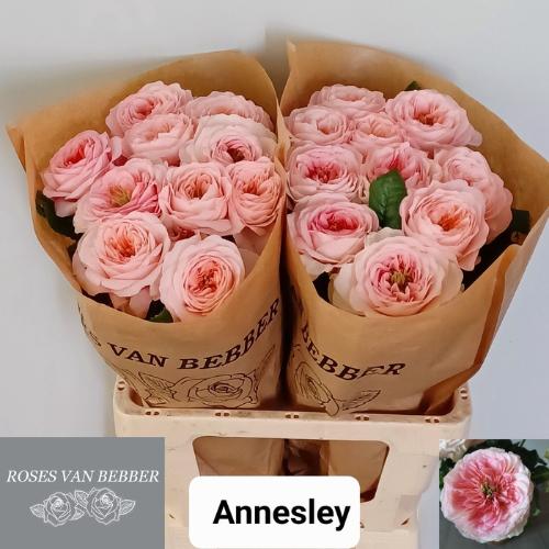 Rosa grootbloemig Annesley!