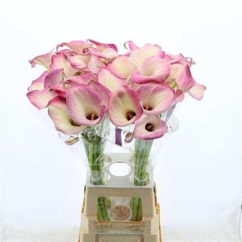 Zantedeschia 'Denver'
