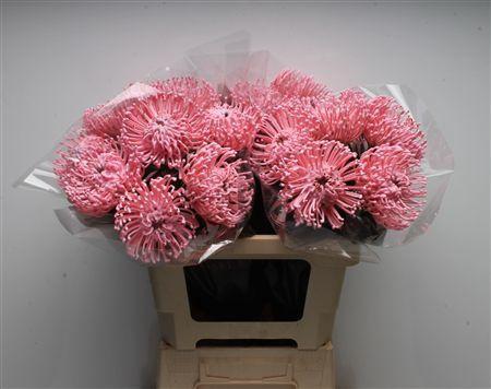 Leucospermum cordifolium overig