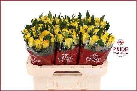 Rosa grootbloemig La Dorada