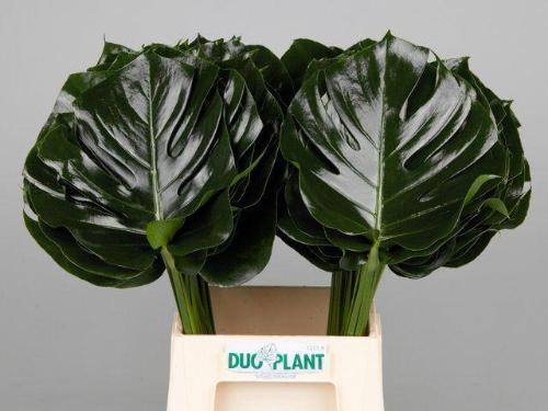 Monstera (blad)