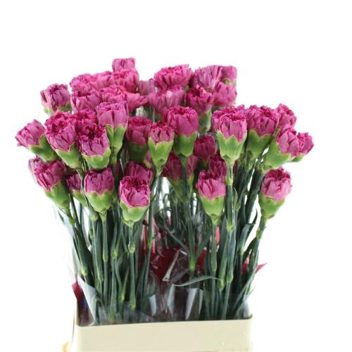 Dianthus standaard 'Bernard'
