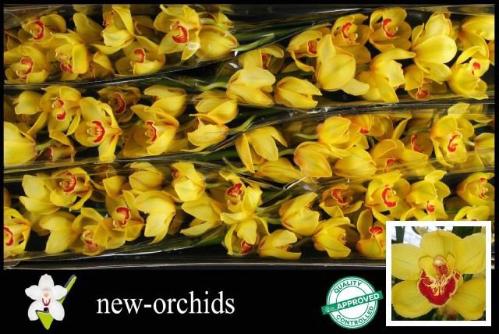 Cymbidium grootbloemig per tak Wallguard 'Rijsenhout'