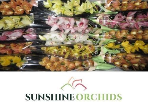 Cymbidium mini per tak gemengd