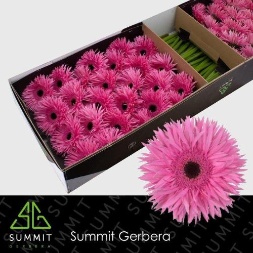 Gerbera grootbloemig spinvormig Spider Amazing