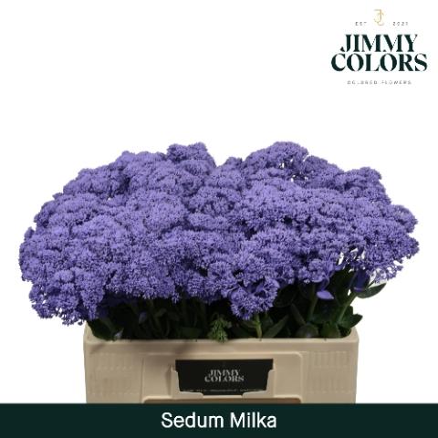 Sedum kleurbehandeld H%