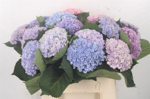 Hydrangea macrophylla Magical Revolution