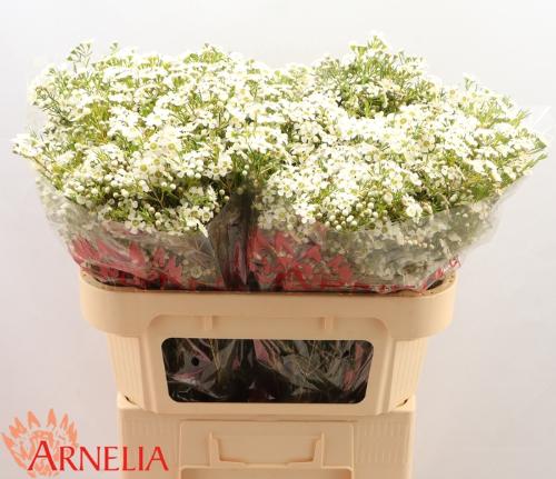 Chamelaucium uncinatum 'Ofir'