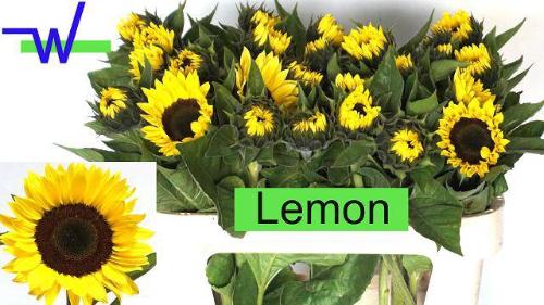 Helianthus annuus 'Sunrich Lemon'