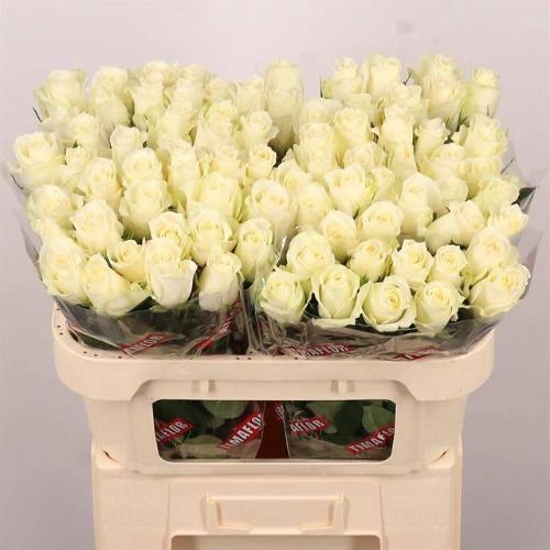 Rosa grootbloemig Albatros