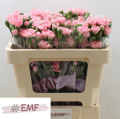 Dianthus tros Rosadita