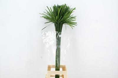 Cyperus glaber