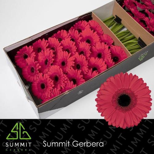 Gerbera grootbloemig 'Hamptons'