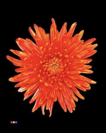 Chrysanthemum (Indicum Grp) geplozen Topspin kleurbehandeld H%