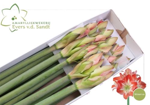 Hippeastrum Galaxy Grp 'Minerva'