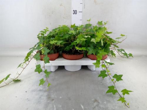 Hedera helix 'Pittsburgh'