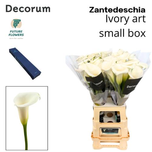 Zantedeschia Ivory Art