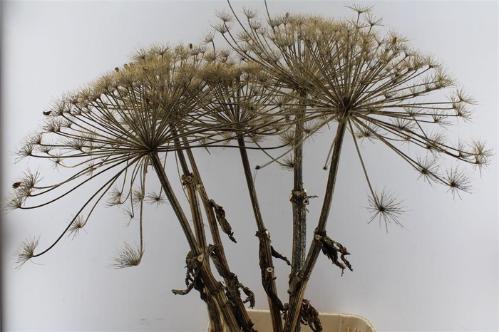 Heracleum sphondylium