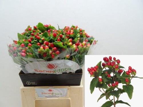 Hypericum inodorum Magical Triumph