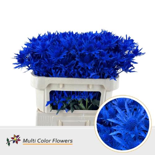 Eryngium alpinum kleurbehandeld H%