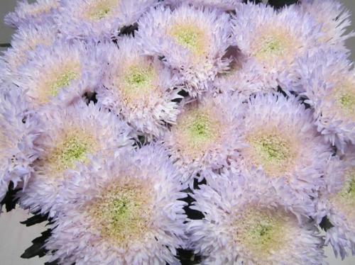 Chrysanthemum geplozen kas kleurbehandeld H%