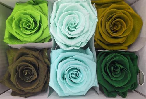 Rosa grootbloemig kleurbehandeld H%