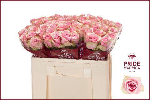 Rosa grootbloemig Athena Royale