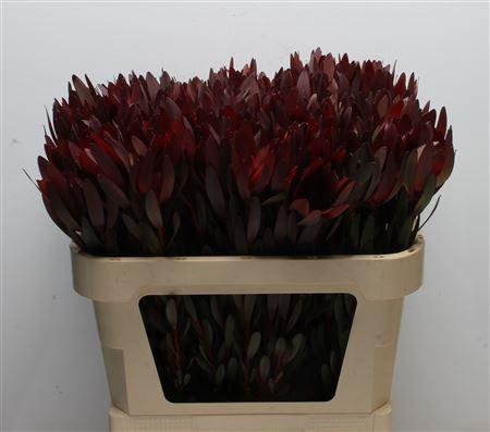 Leucadendron 'Safari Sunset'