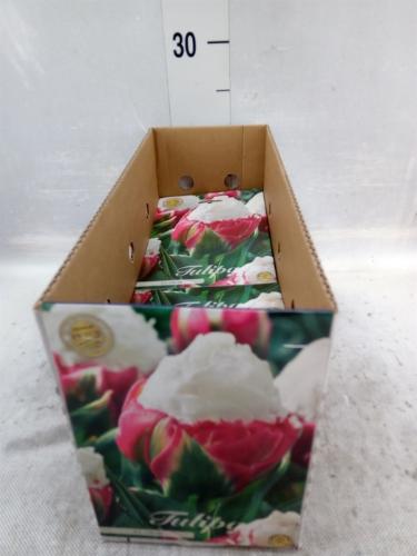 Tulipa (bol)