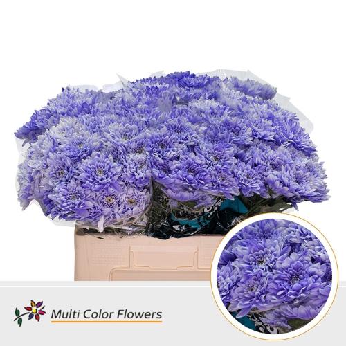 Chrysanthemum Indicum Grp tros kas kleurbehandeld H%