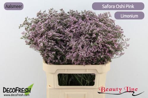 Limonium Safora Oshi Pink