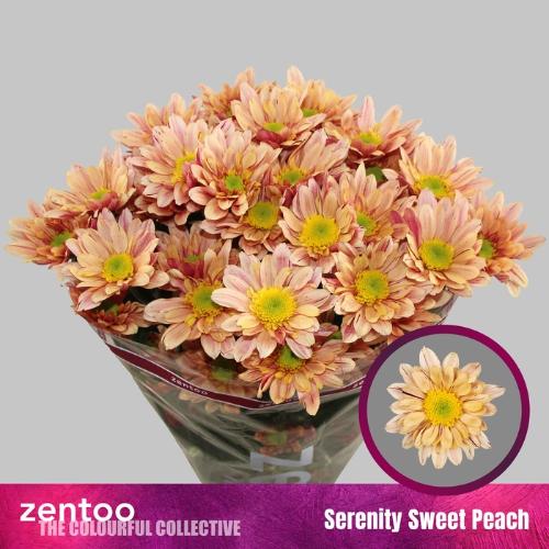 Chrysanthemum (Indicum Grp) tros Serenity Sweet Peach