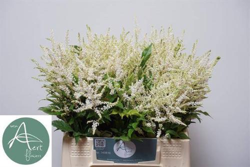 Astilbe Japonica Grp 'Whasingthon'