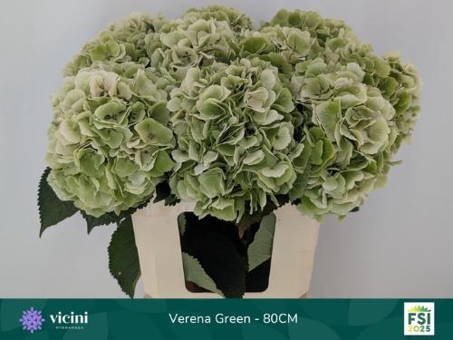 Hydrangea macrophylla 'Verena' (classic)