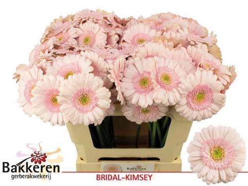 Gerbera mini Bridal Kimsey