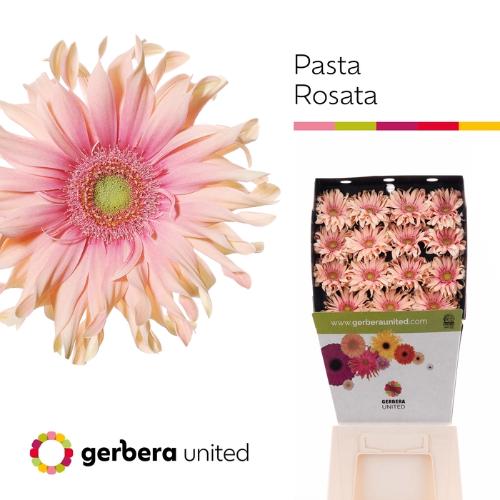Gerbera grootbloemig 'Pasta Rosata'
