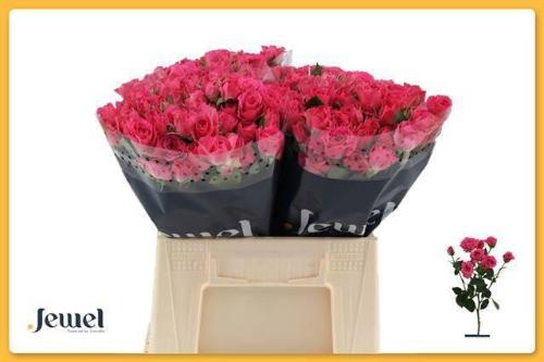 Rosa tros Lovely Lydia