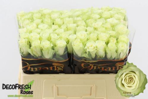 Rosa grootbloemig Athena