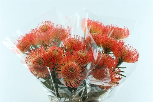 Leucospermum cordifolium 'Succession'