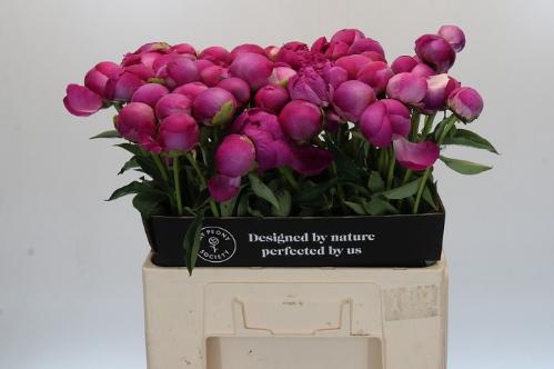 Paeonia Lactiflora Grp 'Glory Hallelujah'
