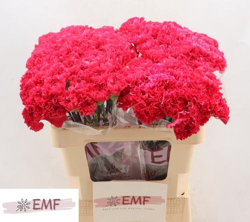 Dianthus standaard 'Cervantes'