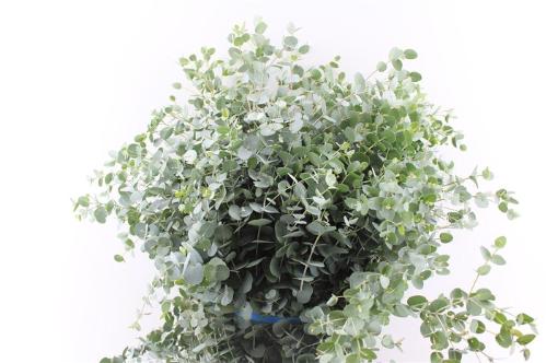 Eucalyptus per bos gunnii