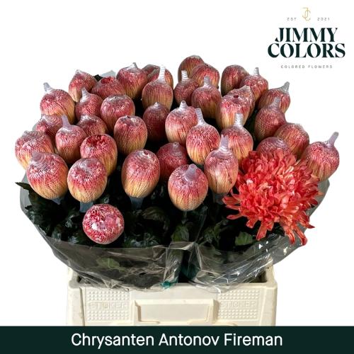 Chrysanthemum (Indicum Grp) geplozen Antonov kleurbehandeld H%
