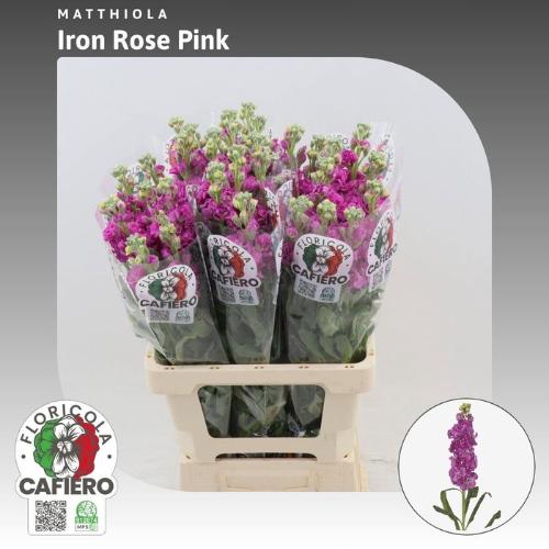 Matthiola incana 'Iron Rose Pink'