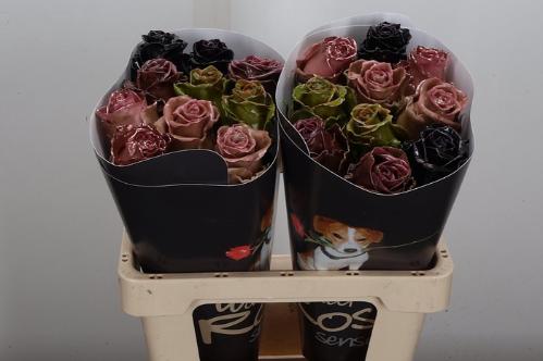 Rosa grootbloemig gewaxt H%
