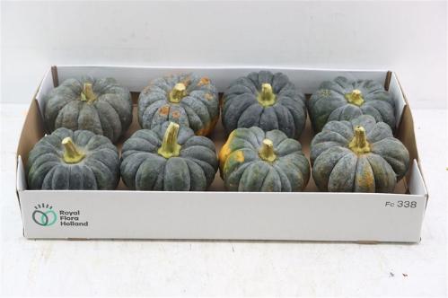 Cucurbita moschata 'Hayato'