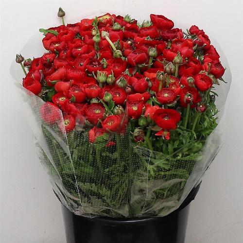 Ranunculus asiaticus 'Elegance Red'