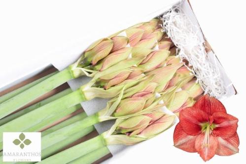 Hippeastrum (Galaxy Grp) 'Coral Flame'